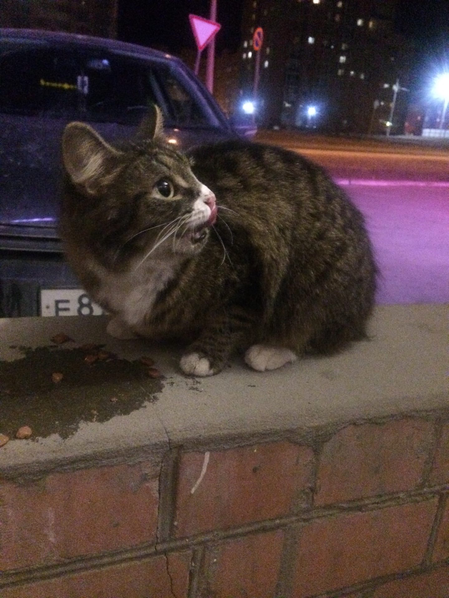 Котик на бордюре