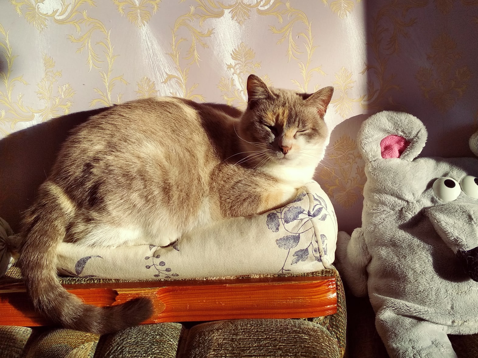 Кисуля отдыхает