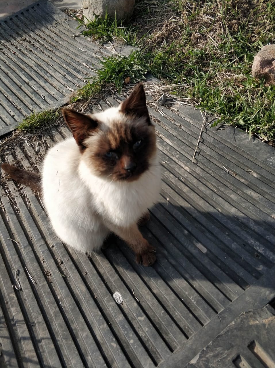 Кошечка во дворе