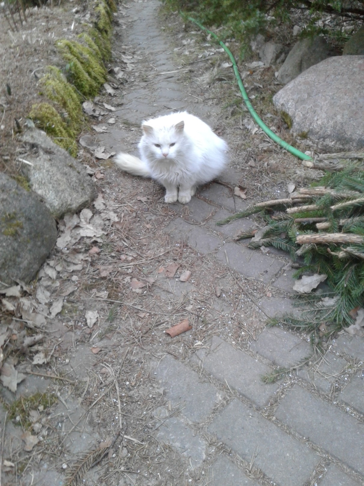 Белобрысый потеряшка