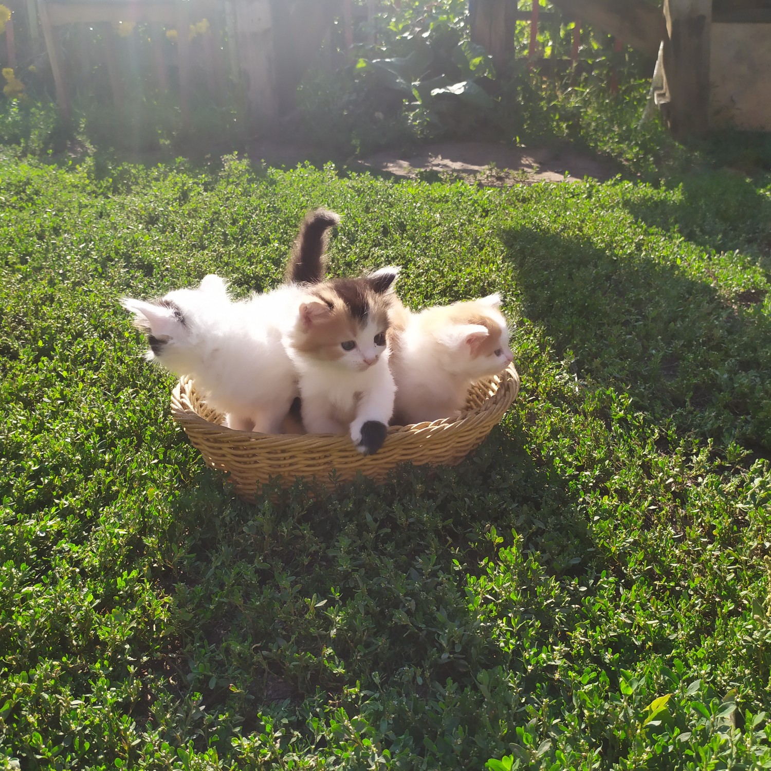 В первый раз на природе