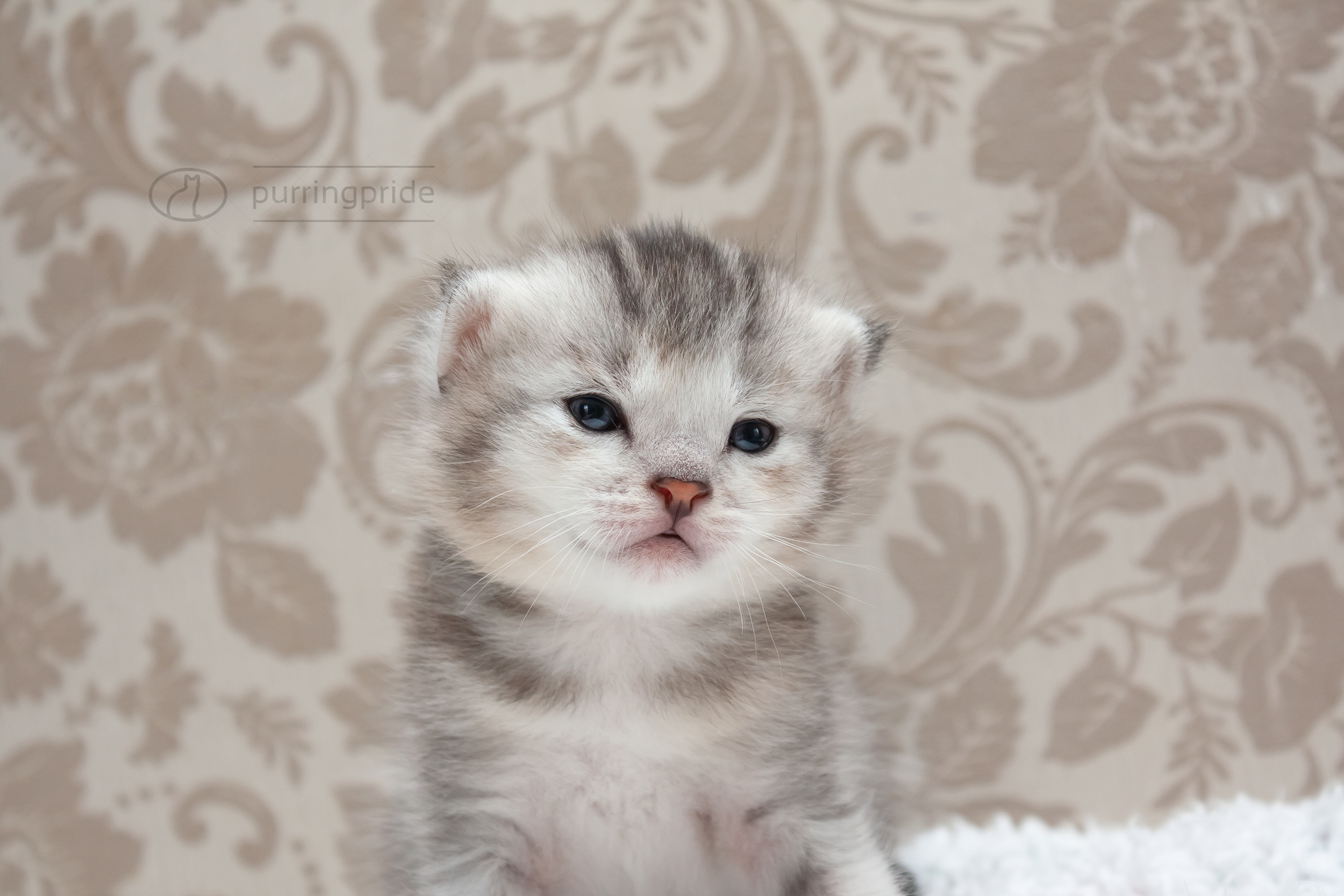 Малыш Чаузи