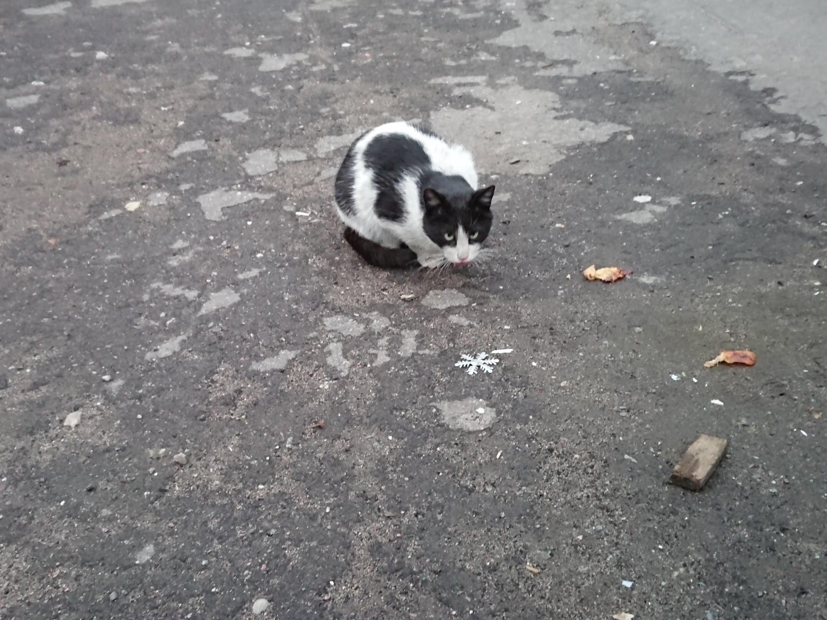 Котик на дороге