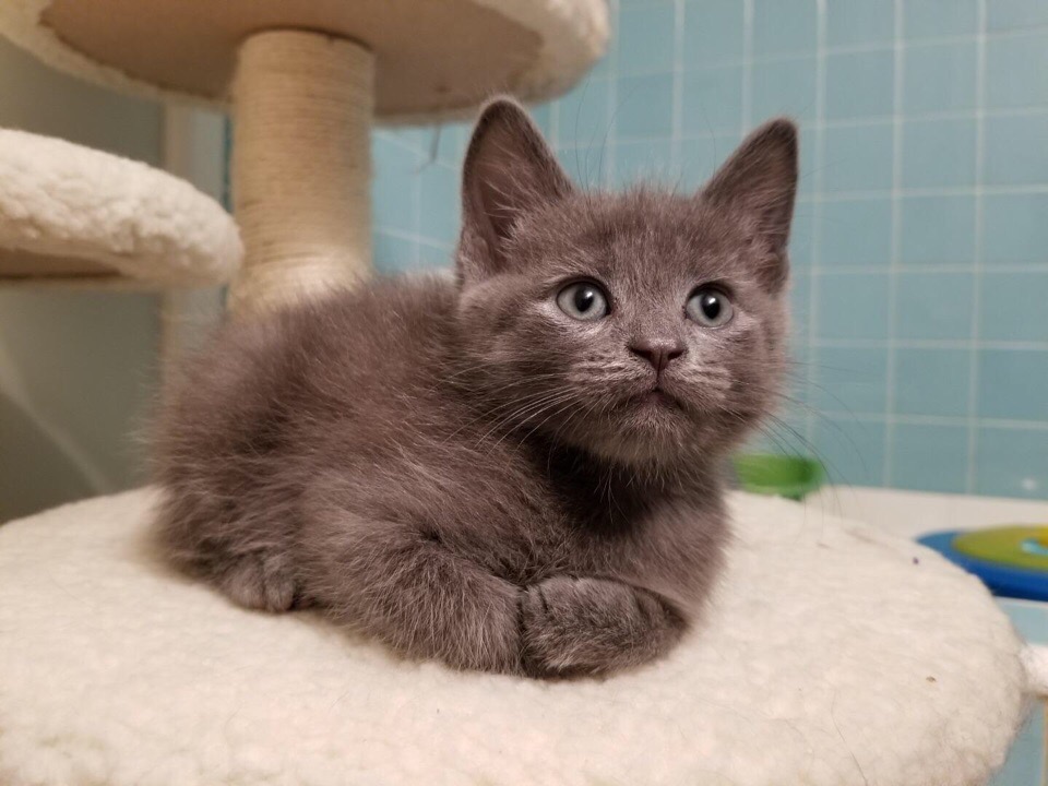 Деловой пушистик