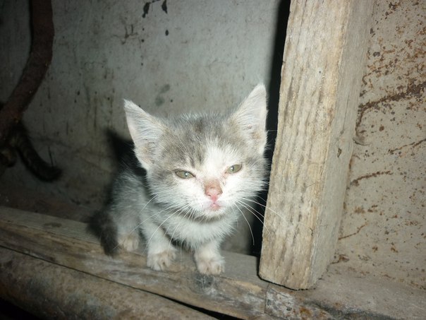 Малышок в подвале