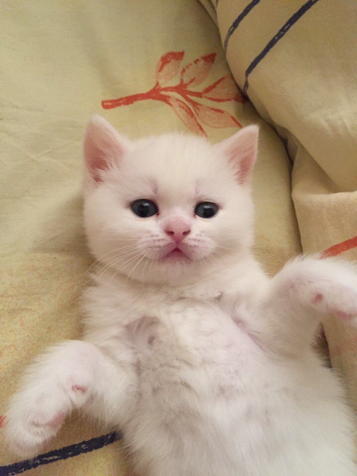 Белобрысый лялька