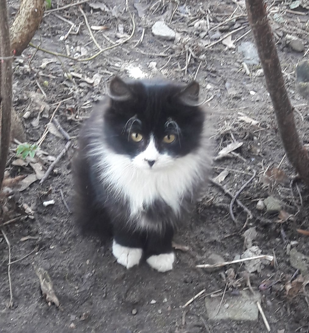 Бездомный пушистик