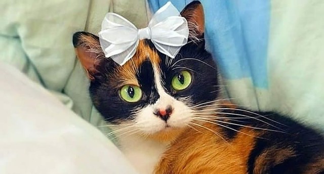 Девчуля с бантиком