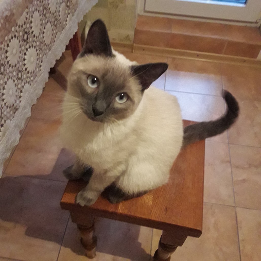 Кошечка на тубаретке