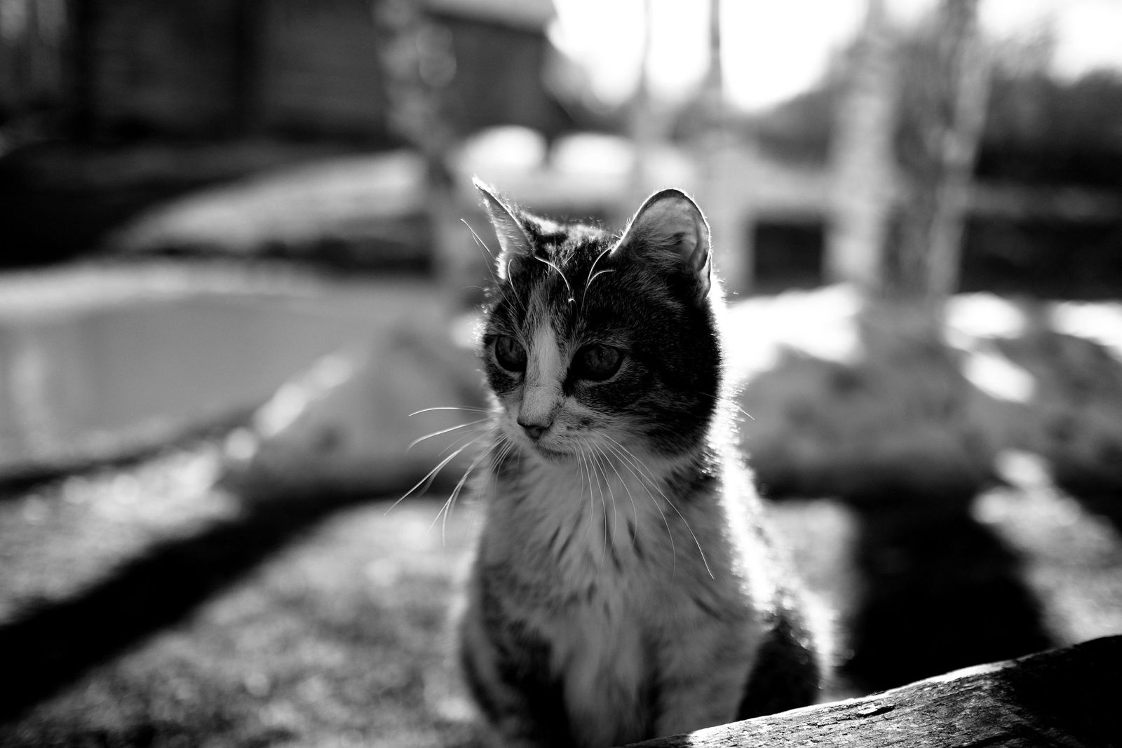 Котик на развалинах