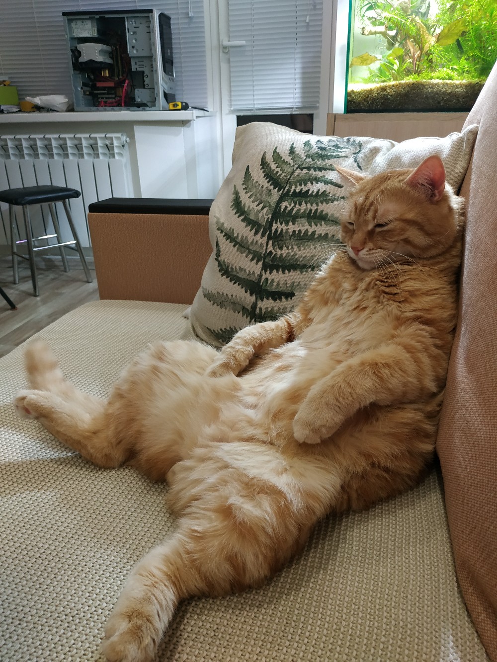 Притомившийся котик