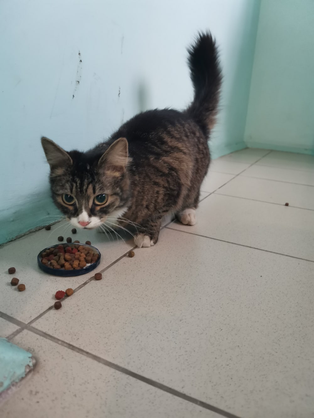 Подъездная кошечка