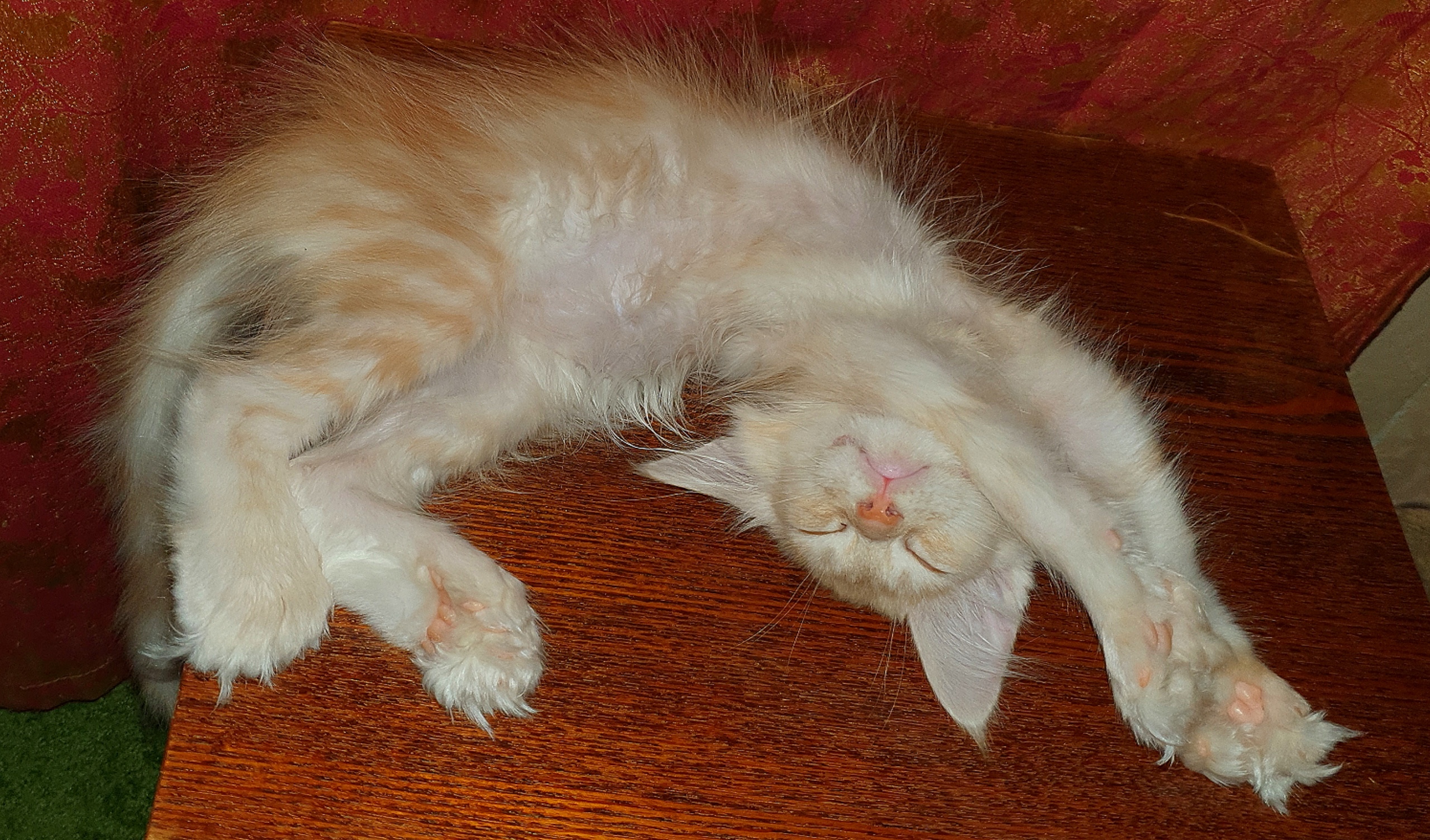 28я кошачья поза