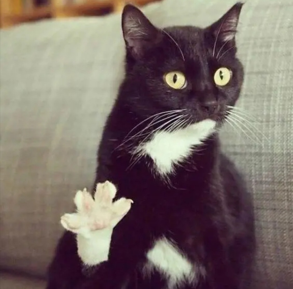 Котик истукан