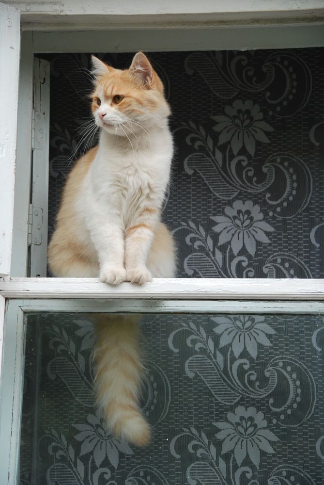 Наблюдающий на форточке