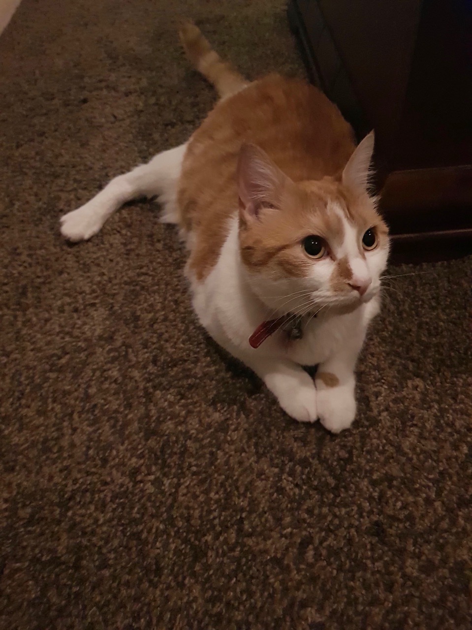 Котик с грустными глазами