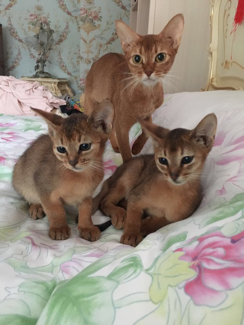 Захват хозяйской кровати