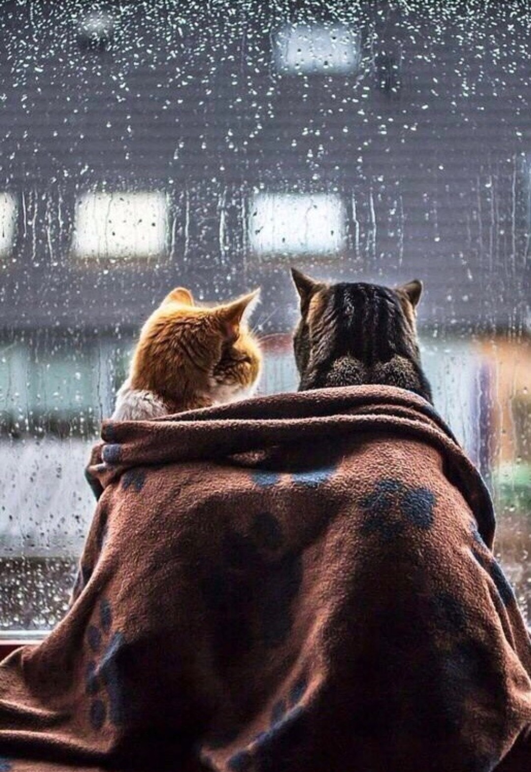 Дождливым вечером