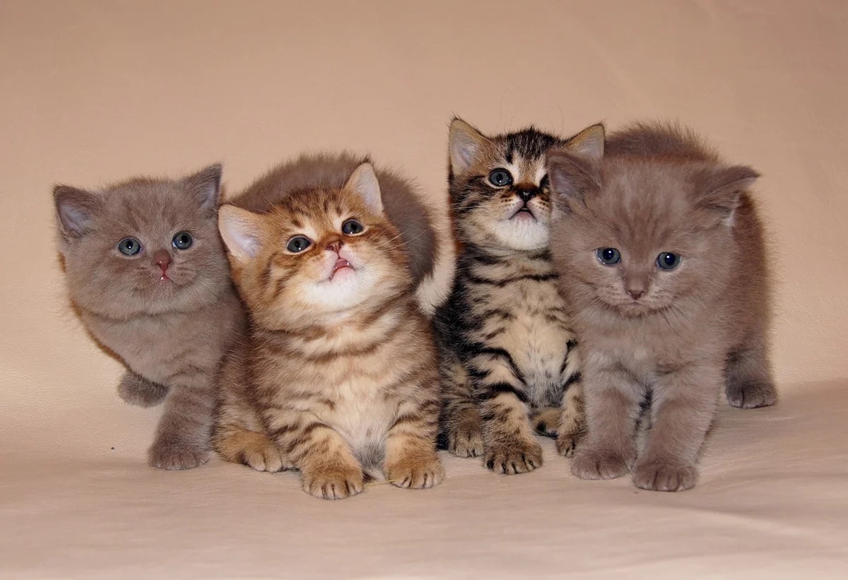 Разношёрстные красивучки