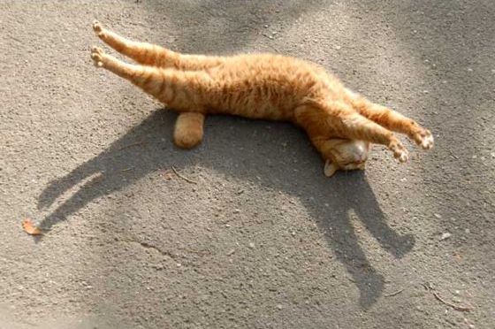 Солнечные потягушки