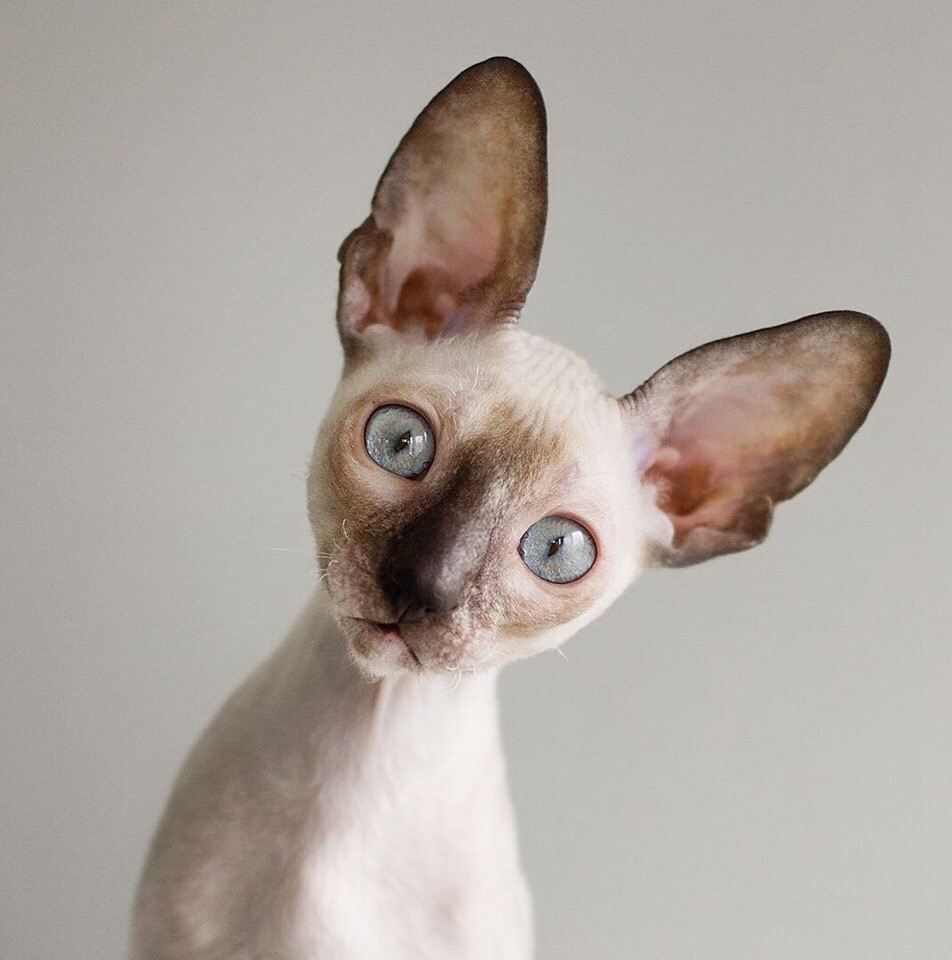 Любознательный лупоглазик