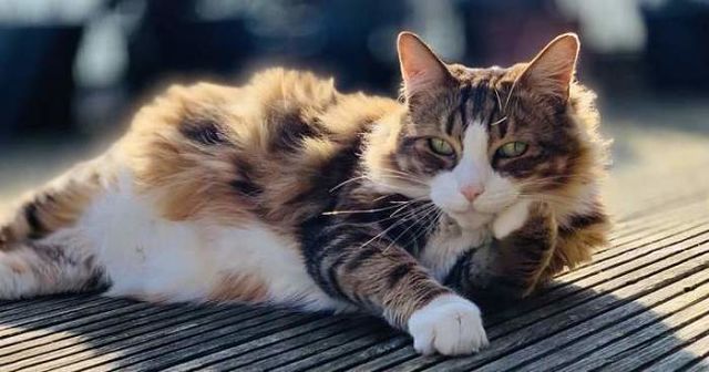 Красоточка загорает