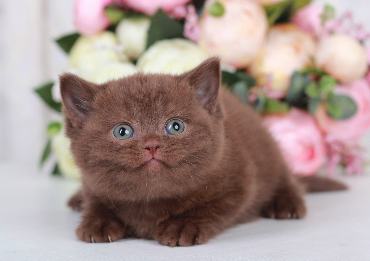 Шоколадный улыбака