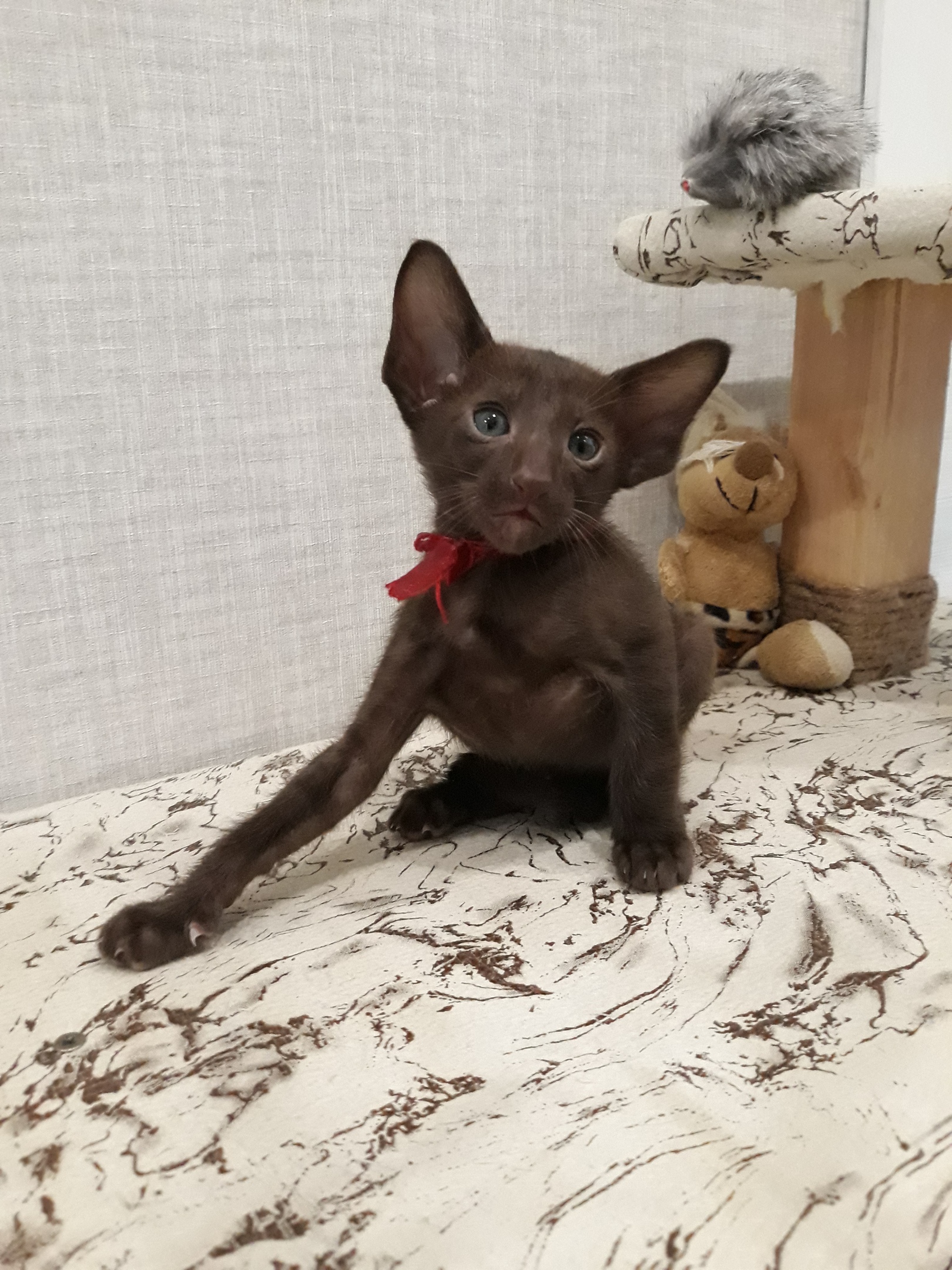 Красавчик с бантиком