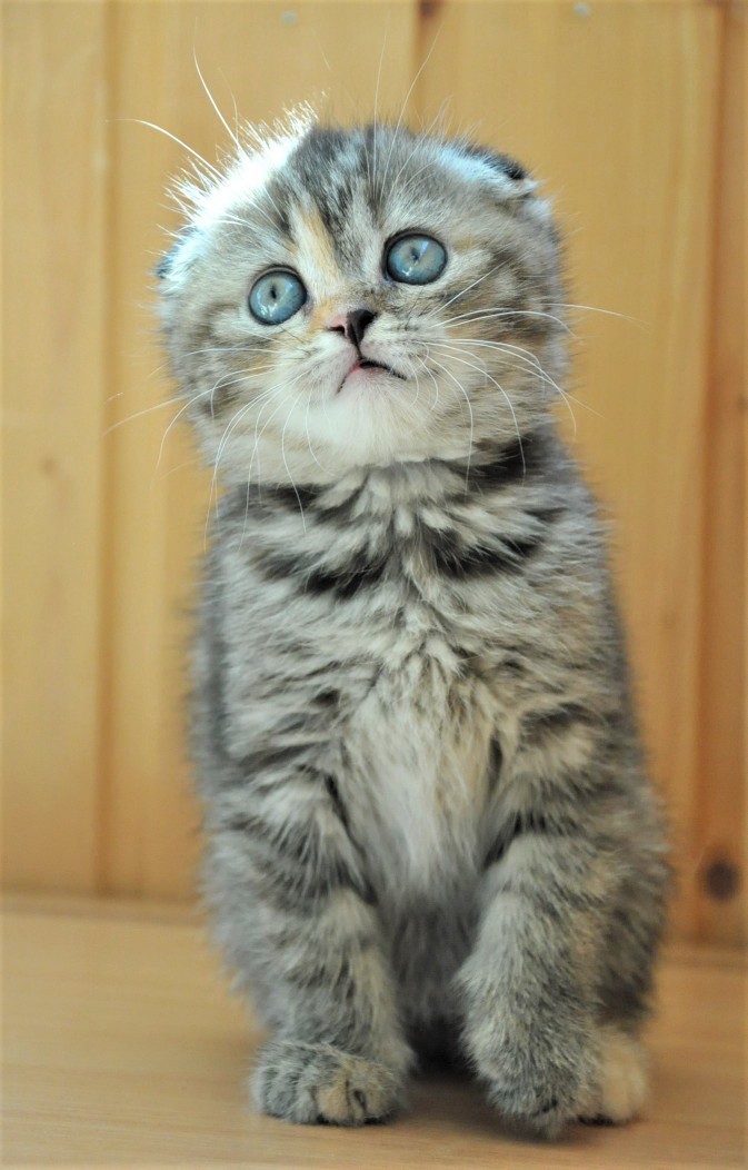 Красотка Скоттиш Фолд