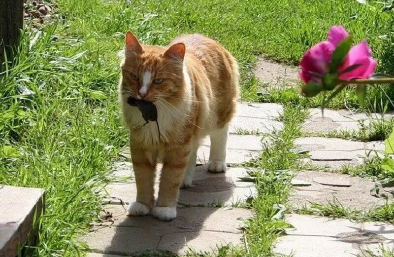 Встречайте добытчика