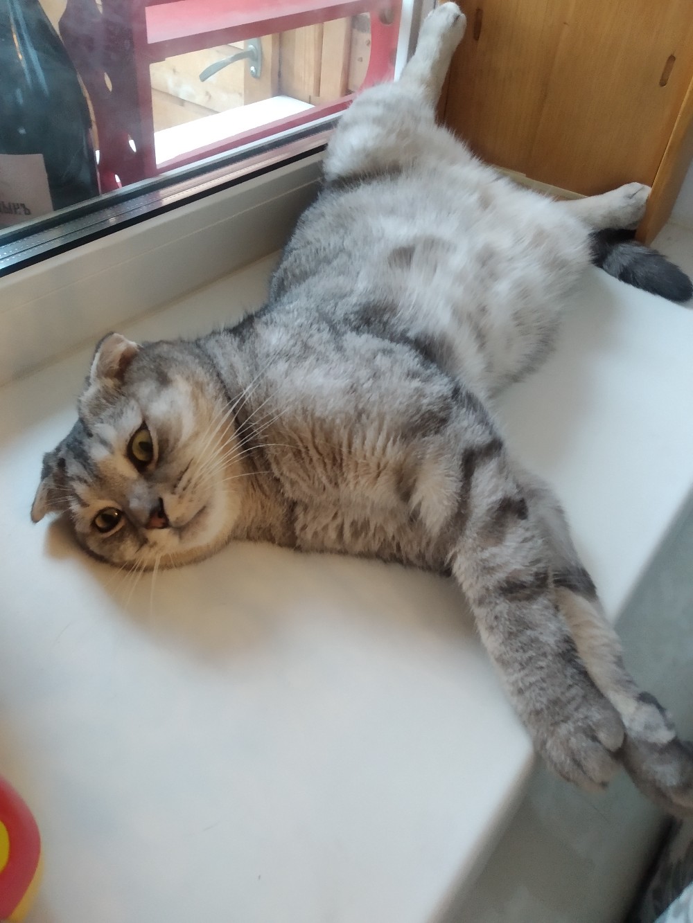 Подоконник занят