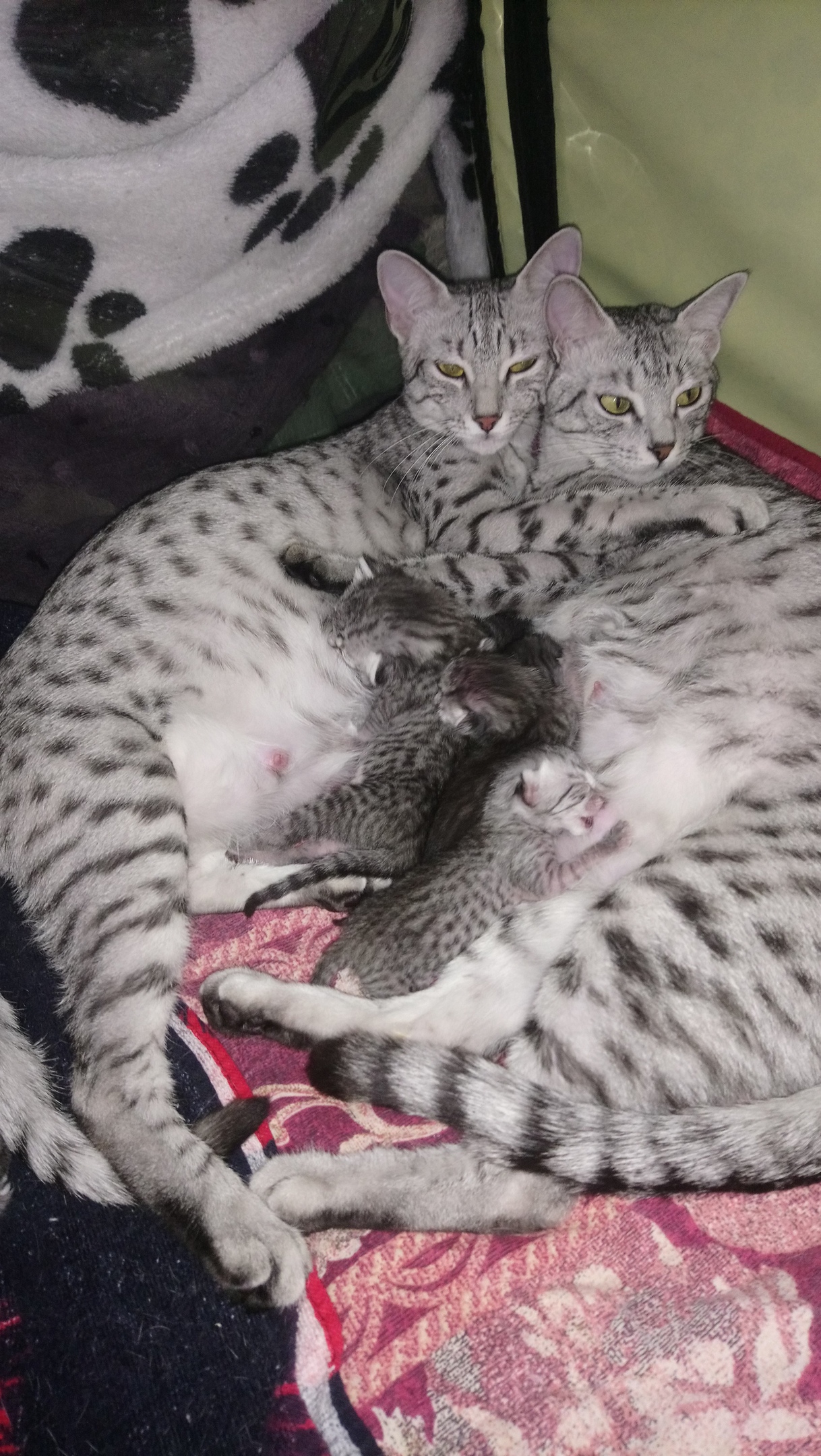 2 Мамы с детками