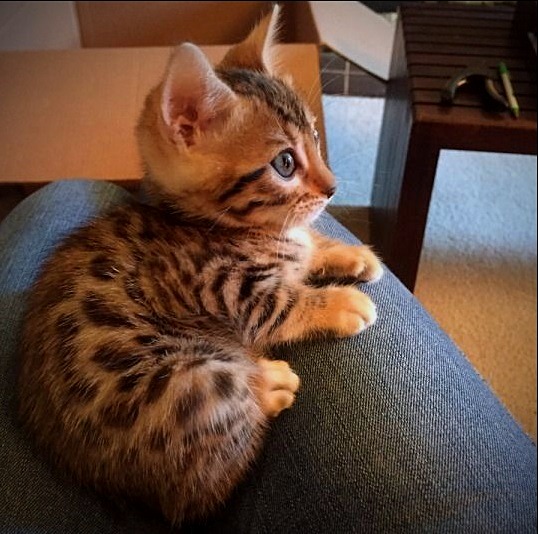 Полосатый комочек счастья