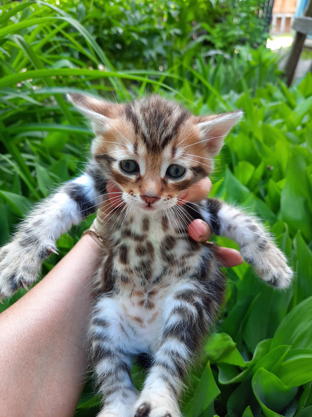 Красавчик Курильский Бобтейл