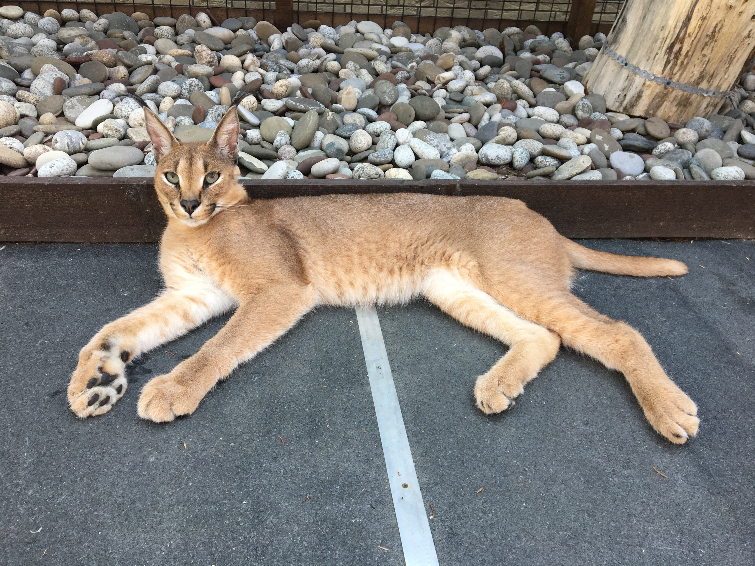 Каракал покушал, отдыхает