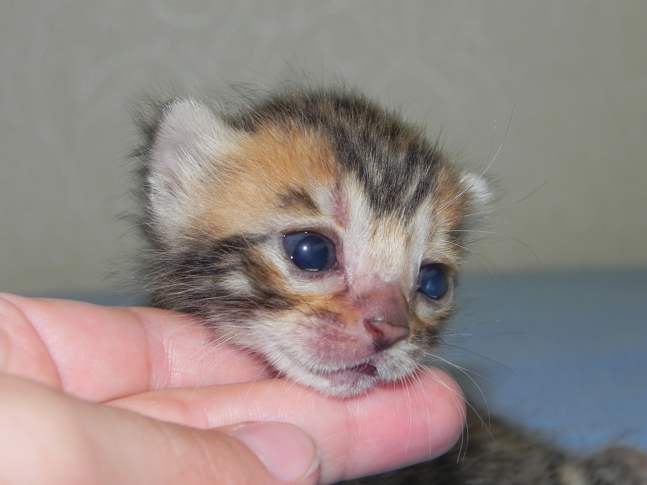 Уставшая мордашка