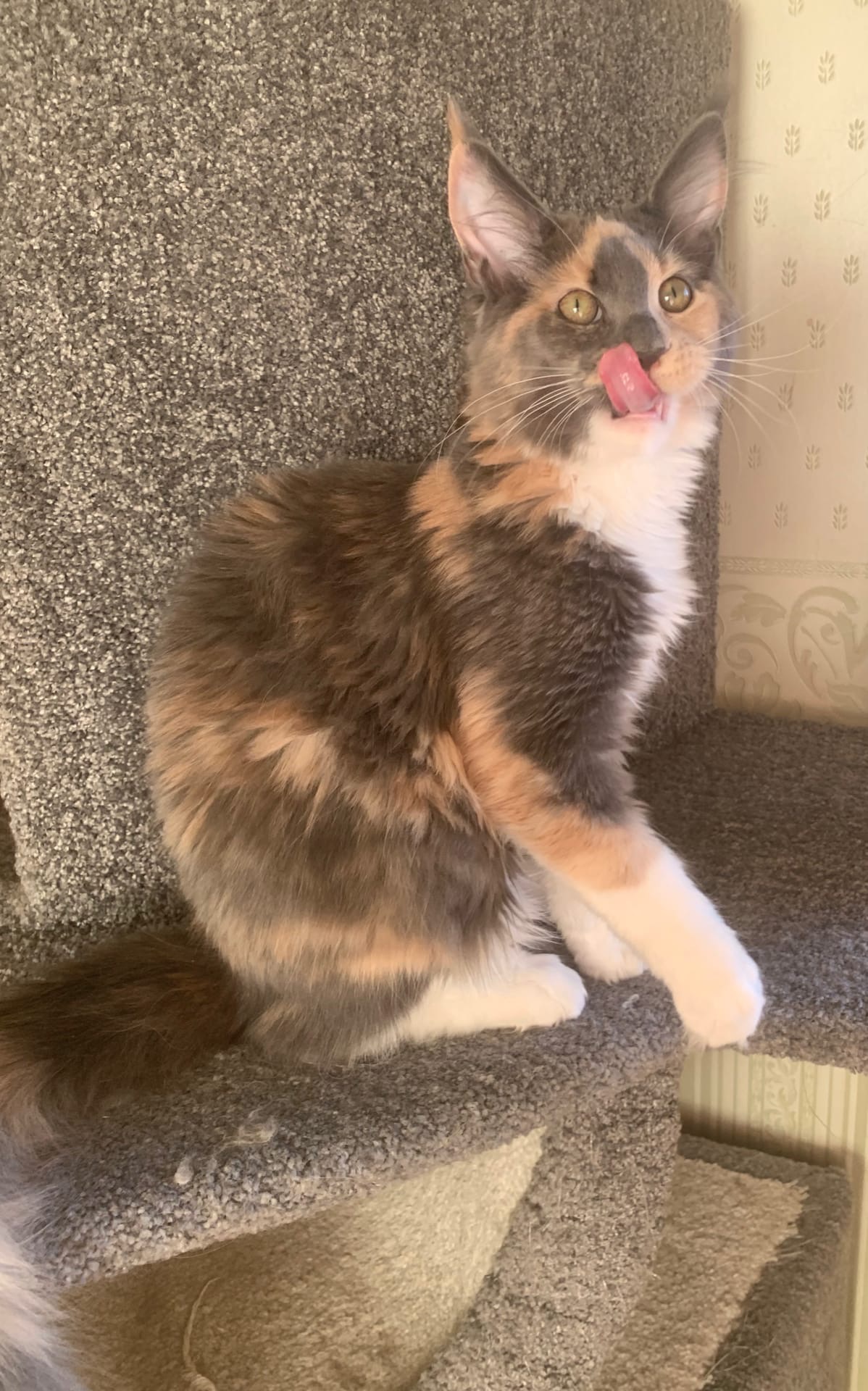 Черепашка покушала, облизывается