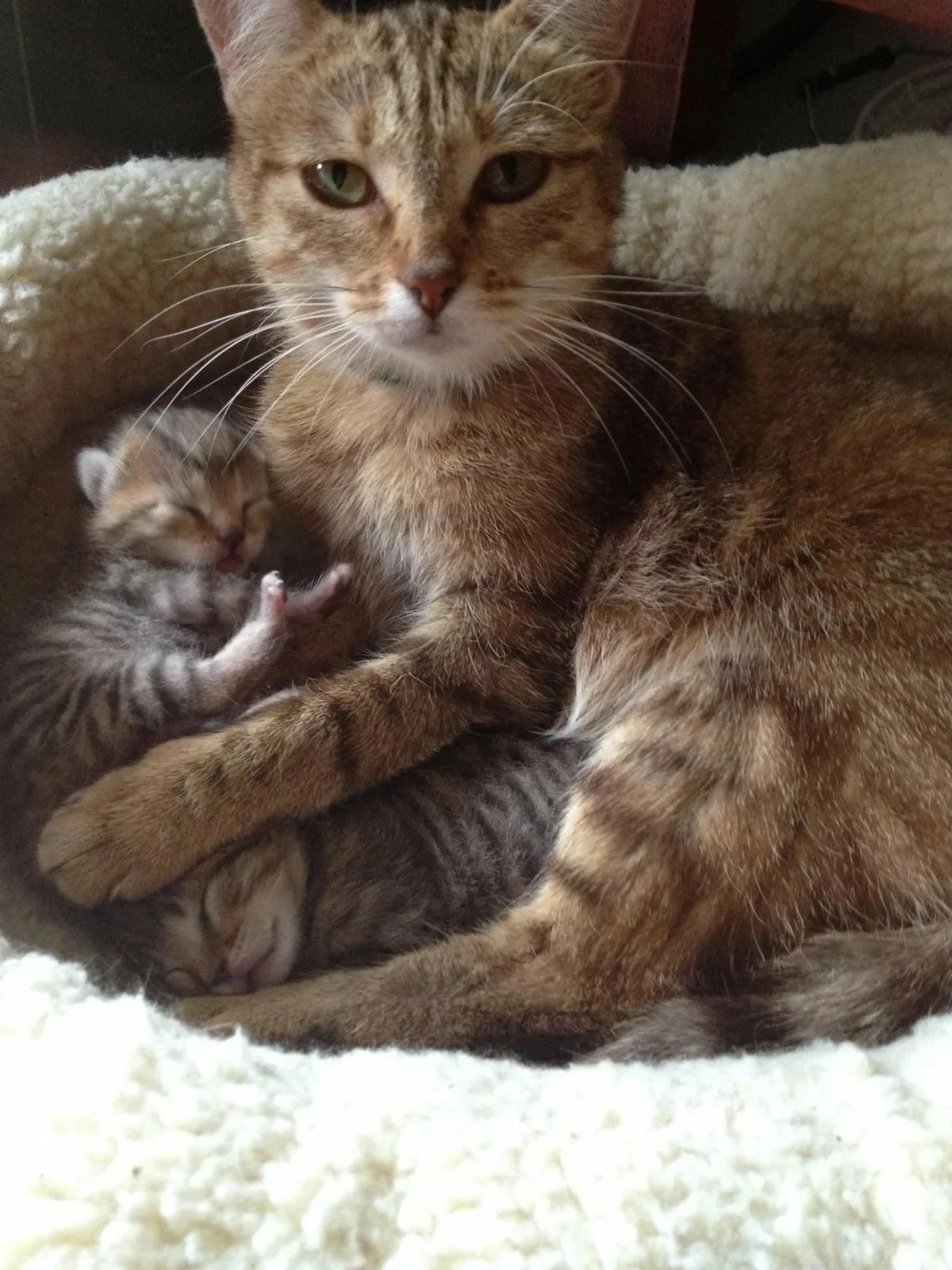 Заботливая кошка