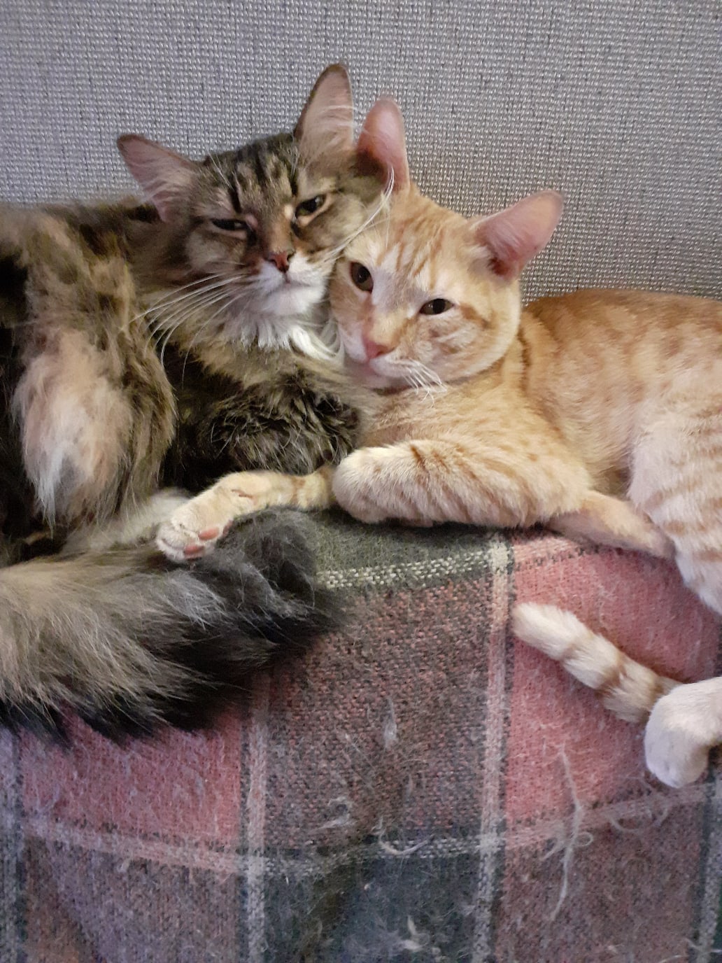 К дедуле роднуле