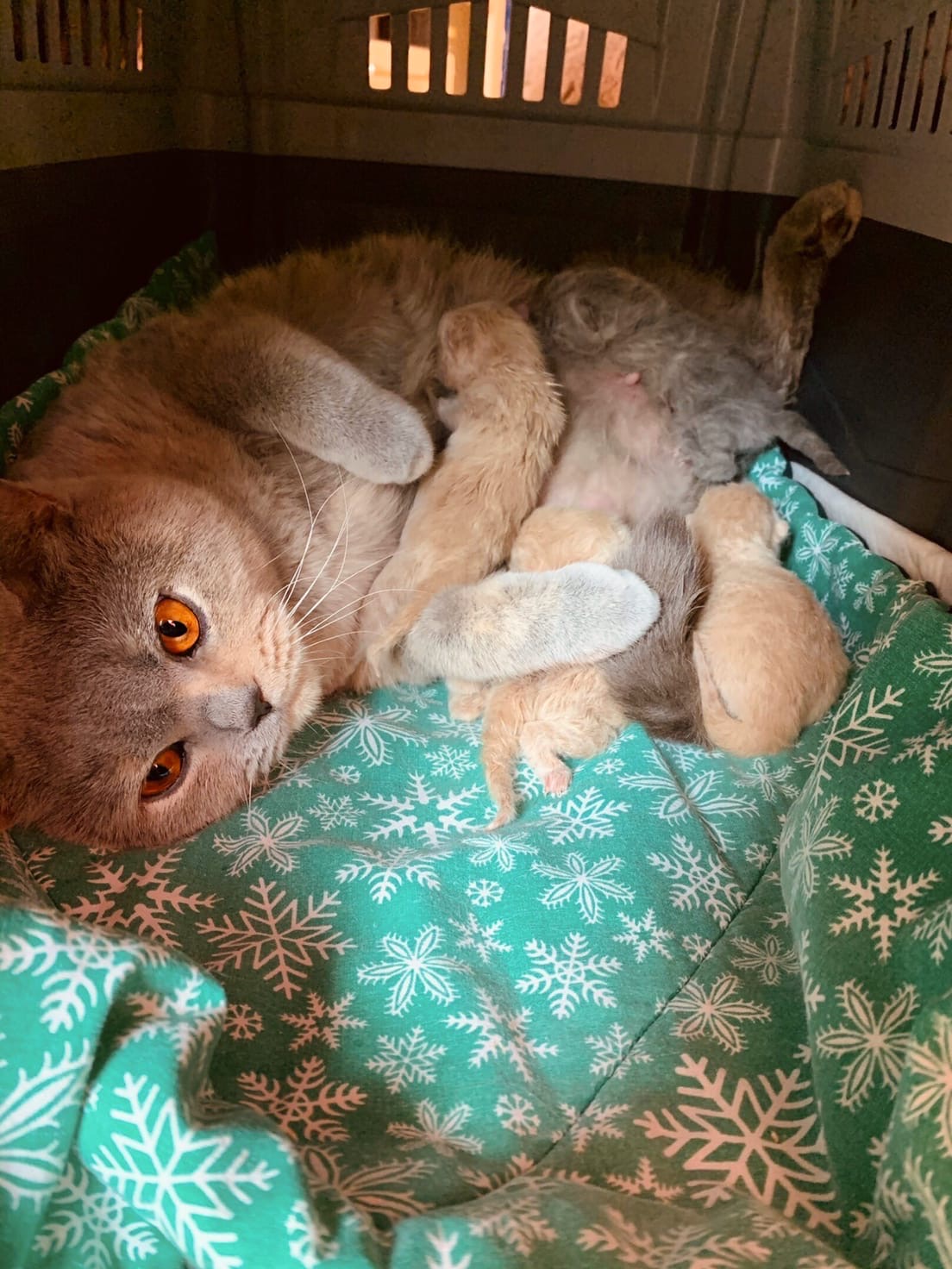 Кормящая мамаша кошка