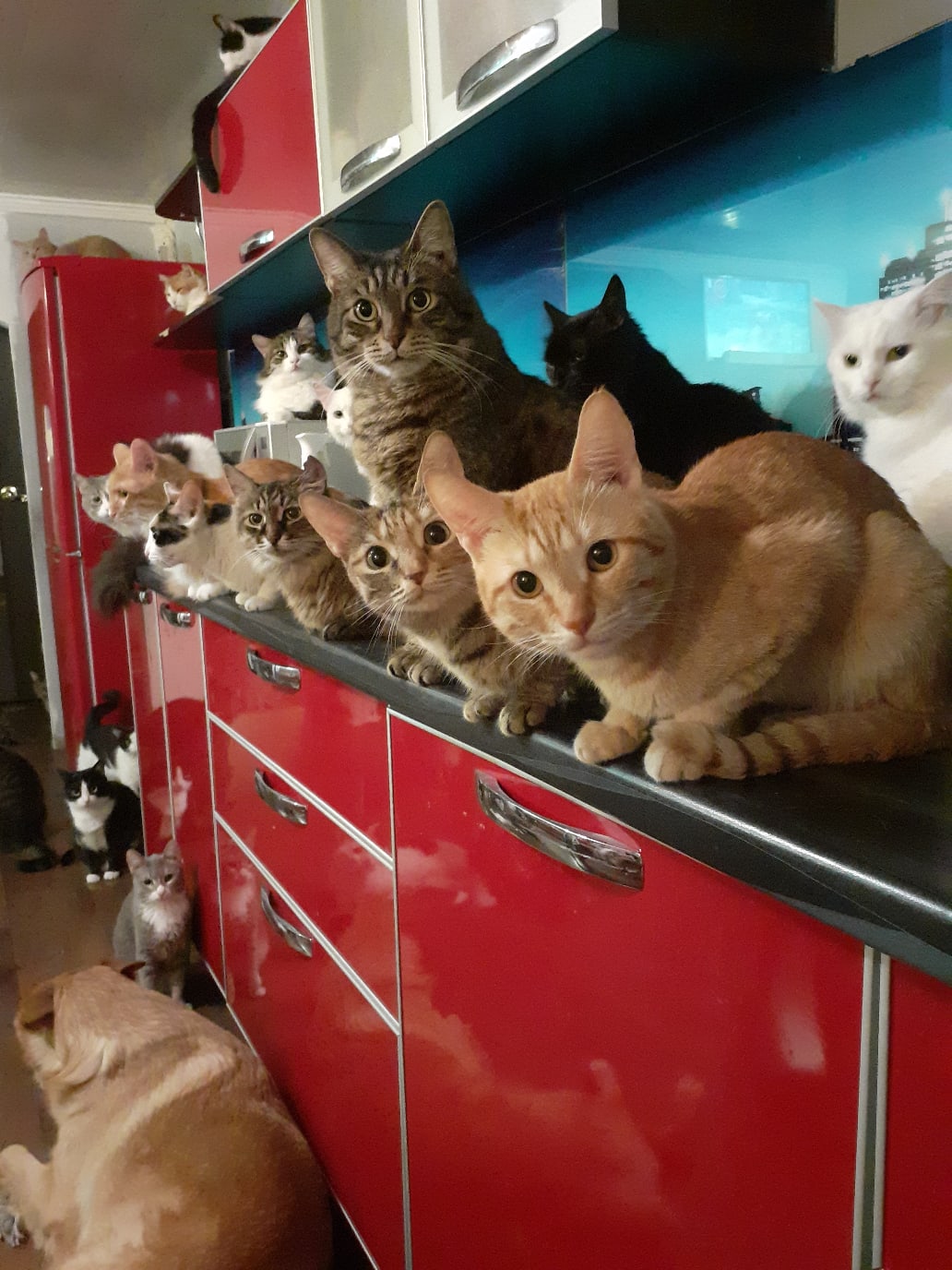 Очередь за обедом