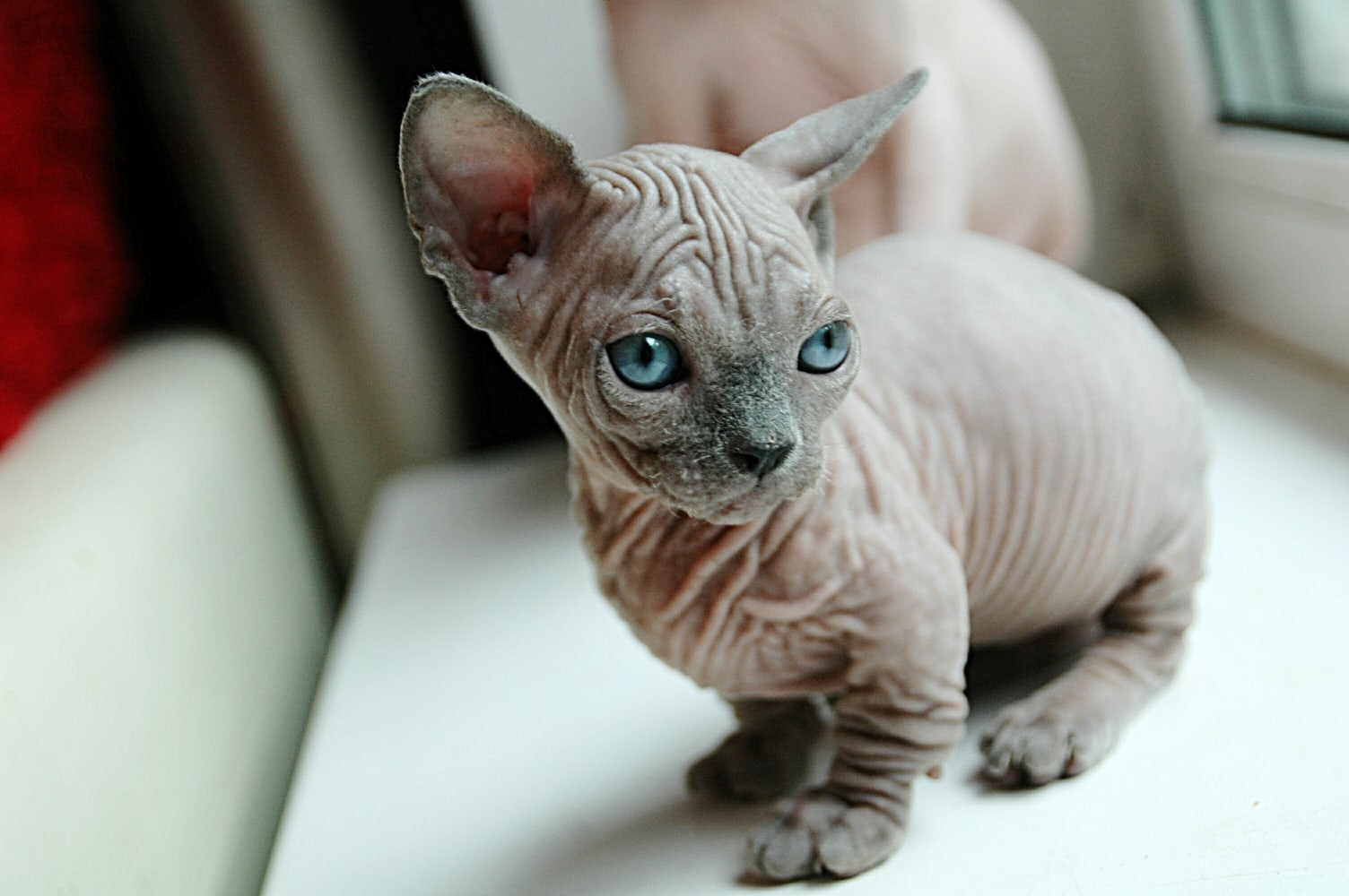 Котик породы Банбино