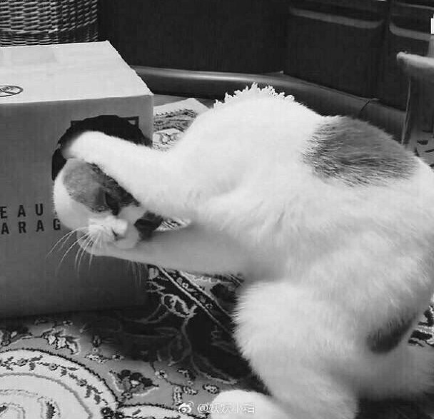 Друг в беде не бросит