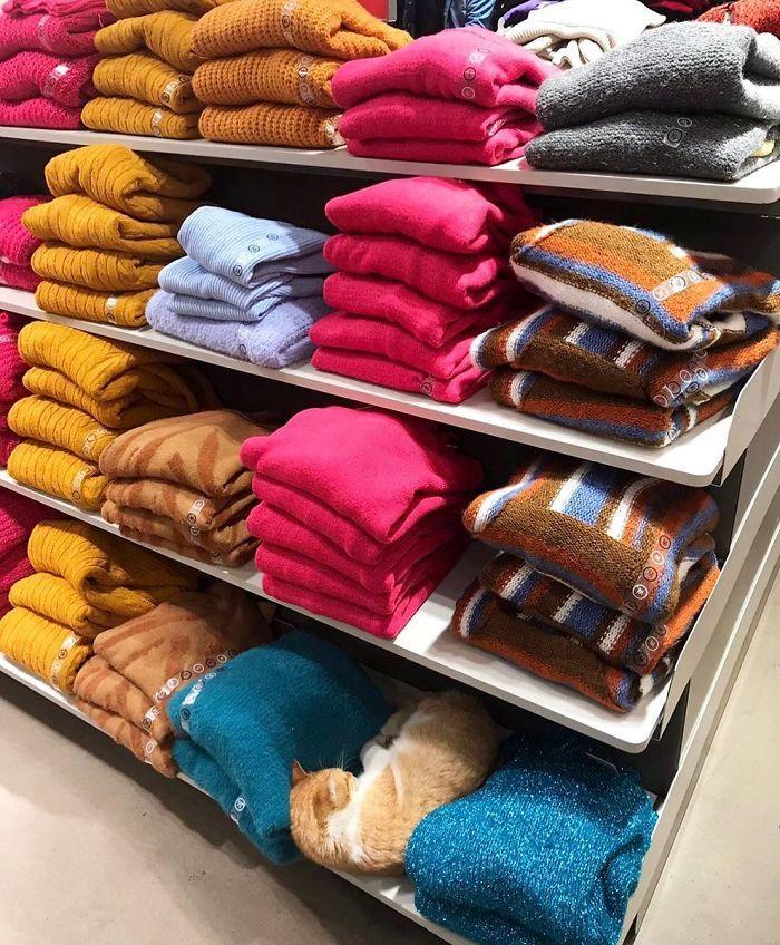 Котик вещи сторожит