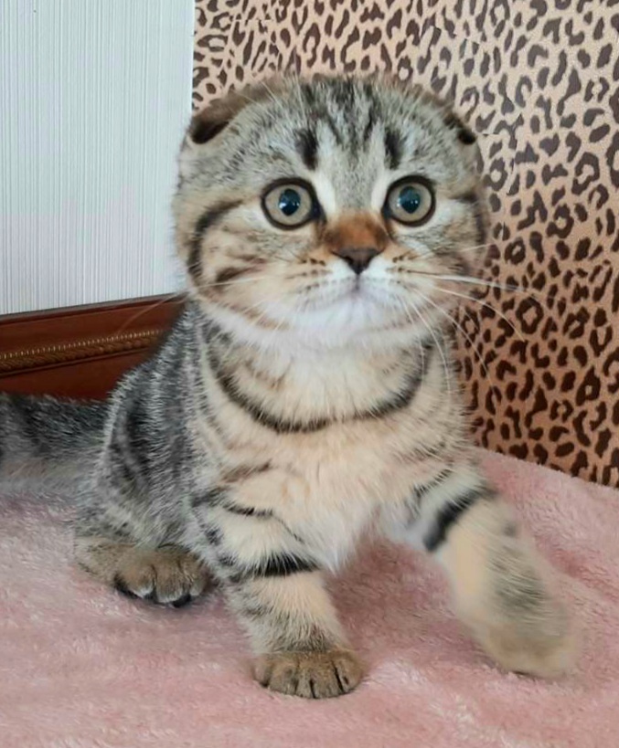 Растёт мой совёнок