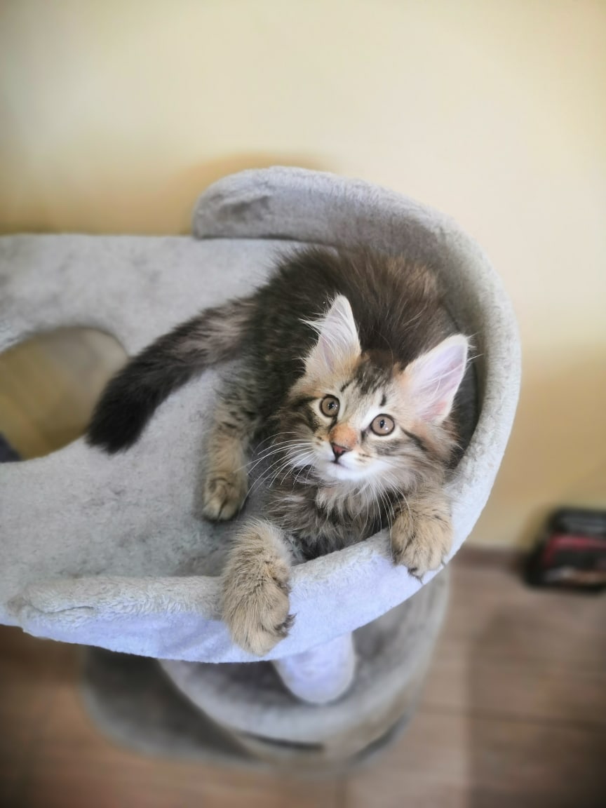 Норвежская лесная кошка дома