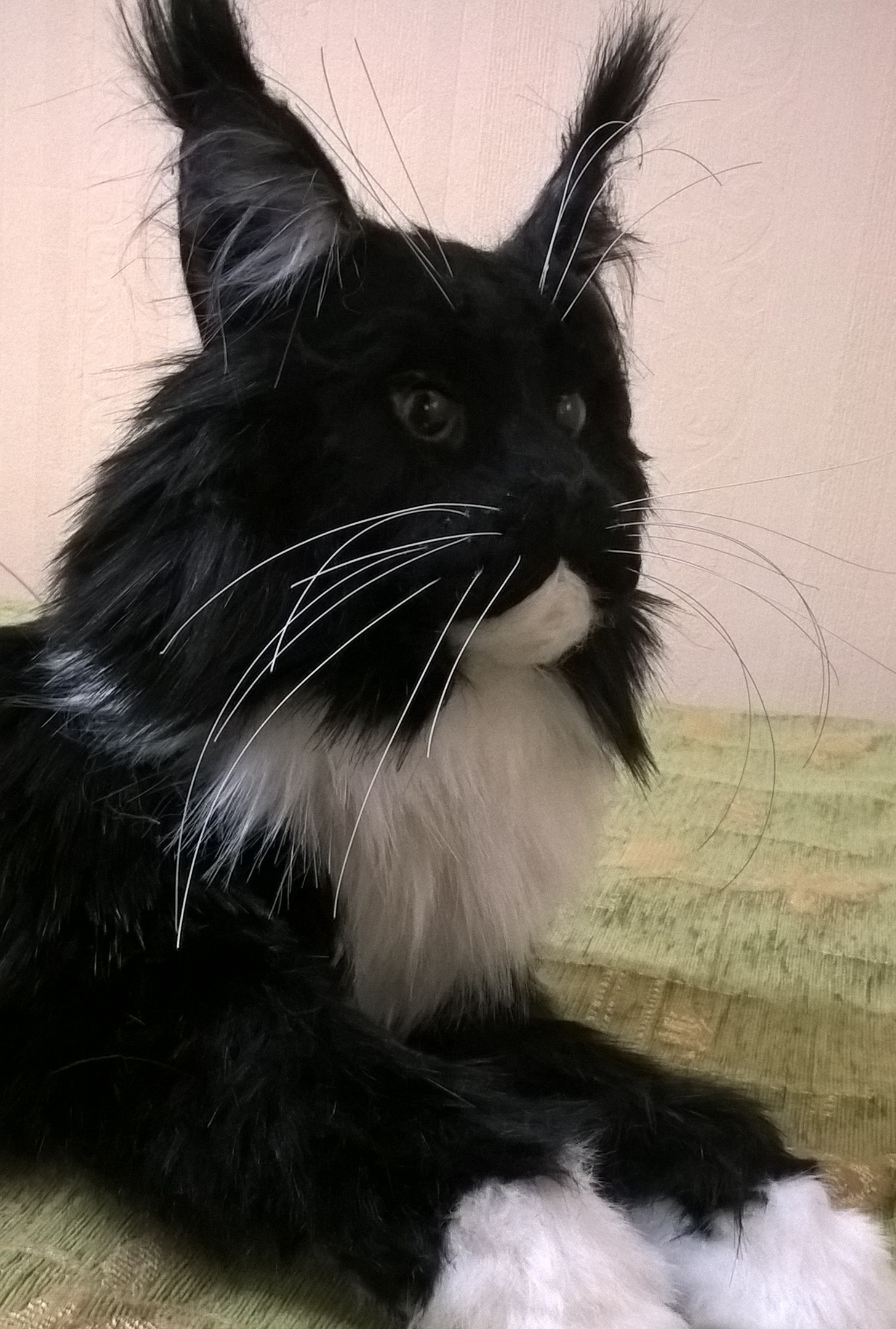 Мейн-кун как живой