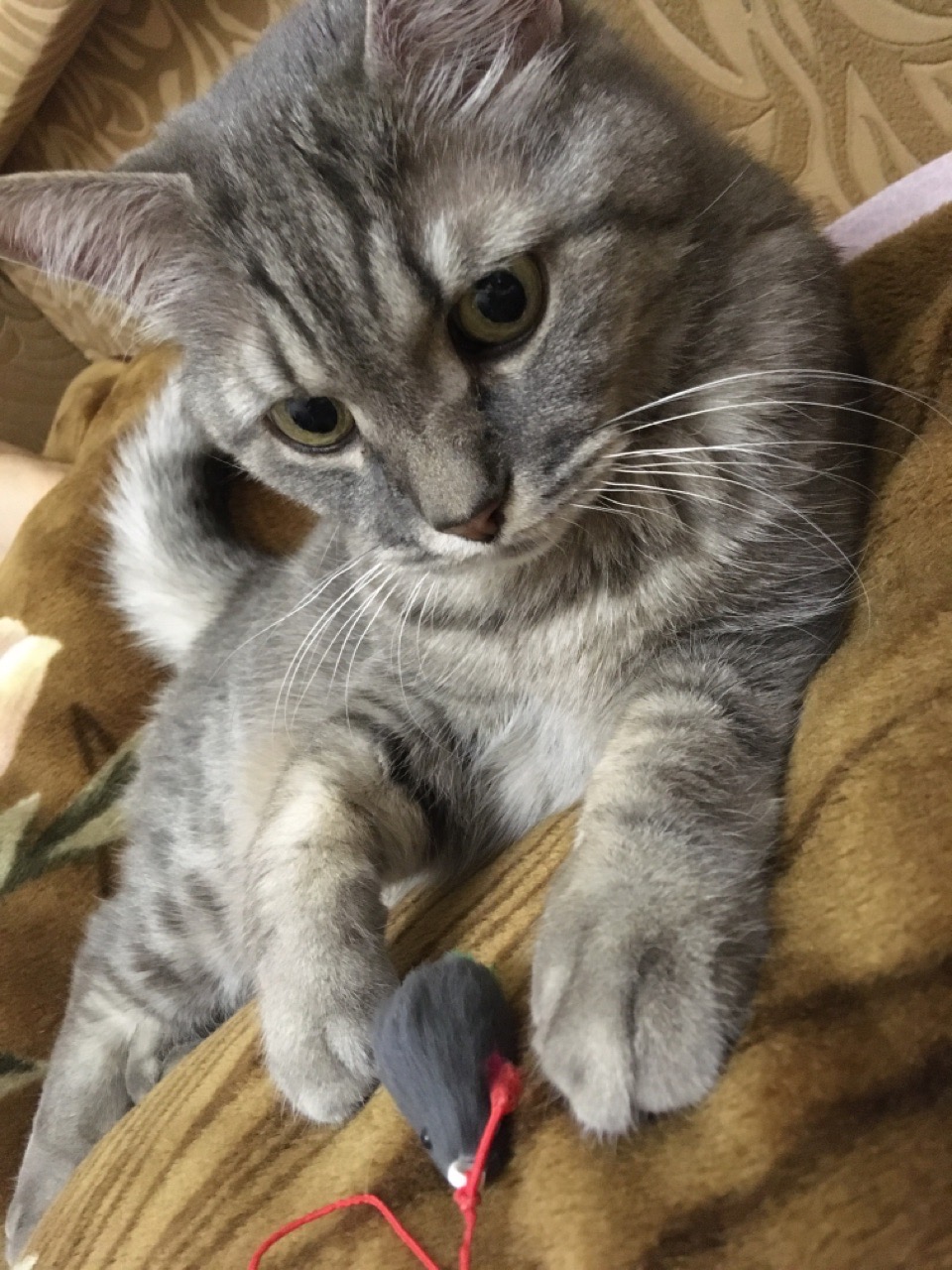 Кисуля наигралась