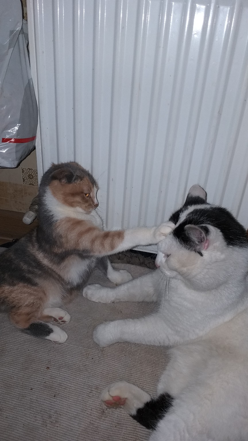 Я тут буду лежать