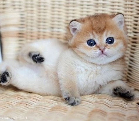 Маленький неваляшка